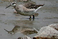 MGaves 1111 Phalaropus tricolor.jpg