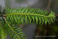 IMDOC 4833 Abies religiosa.jpg