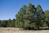 VHL0447 Pinus lagunae.jpg