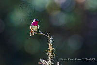 RTF026 Selasphorus ellioti.jpg