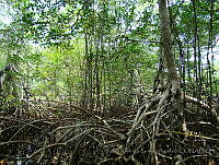 LRGA024 Rhizophora mangle.jpg