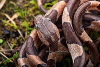 VHJA 0011 Imantodes cenchoa.jpg