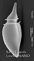 KEL0285 Phalacroma oxytoxoides.JPG