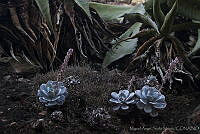 MASM01371 Echeveria laui.jpg