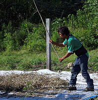 RG055 0271 Phaseolus vulgaris.jpg