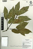 YPH2972 Quercus laurina.jpg