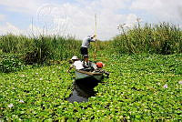 FM01 Eichhornia crassipes.jpg