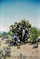 1234 Opuntia sp..jpg