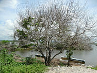 MRG-2017-443 Pithecellobium dulce (MRG-23ago17-c).JPG