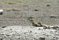 CNS0279 Cynomys mexicanus.jpg