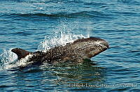 ELC0085 Pseudorca crassidens.jpg