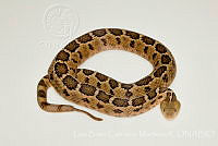 LBCM025 Crotalus ravus.jpg