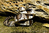 MDL0395 Trimorphodon tau.jpg