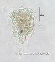 HE009 R 0142 Macrochaetus collinsii.jpg