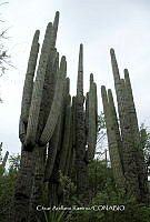 CAR 0040 Cephalocereus tetetzo.jpg