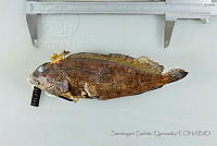 SGQ1280 Labrisomus multiporosus.jpg
