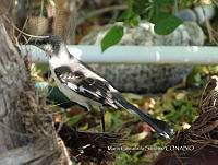 MCS IM0060 Mimus polyglottos ssp. Leucopterus.jpg