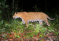 Pronatura JCF-MC-11 Panthera onca.jpg