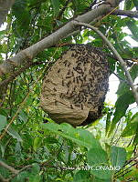 ZG009 127 Apis mellifera.jpg