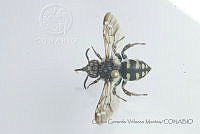 CGVM1245 Xeromelecta californica.jpg