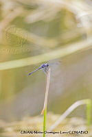PJ016 0598 Dythemis nigrescens.JPG