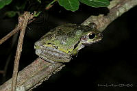 RLR017 Smilisca baudinii.jpg