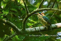 MN6F0097 Hylomanes momotula.jpg