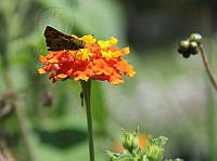 NCCM 001 Hylephila phyleus.jpeg