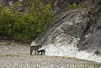 CNS1316 Canis lupus.jpg