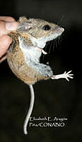 IE003 0102 Peromyscus truei.jpg