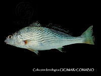 CICIMAR0547 Umbrina xanti.jpg