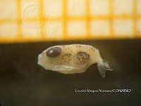 HE009 P 0426 Botetes.jpg