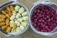 ARS00302 Opuntia ficus-indica.jpg