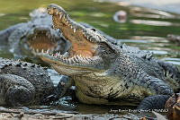 JRRO0364 Crocodylus acutus.jpg