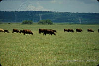 FGM4014 Sta. Gertrudis, Tamaulipas.JPG
