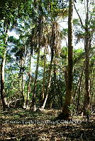 FN005 4 183 Rhisophora mangle.jpg