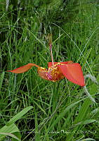LCF0110 Tigridia pavonia.jpg