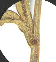 SL2615 Dahlia merckii.jpg