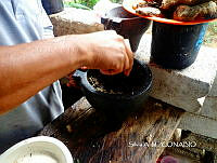 ZG009 123 Apis mellifera.jpg