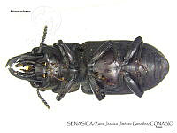 ZJJG0119 Aulacocyclus sp..jpg