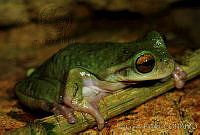 EGP0077 Plectrohyla avia.jpg