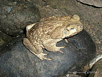 DG01 Rhinella marina.jpg