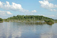 DC05 Avicennia germinans, Rhizophora mangle.jpg