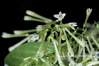 ME010 JA 00737 Cestrum nocturnum 2021.JPG