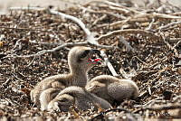 MAMO001 Pandion haliaetus.jpg