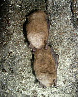 Chiroptera (RubenOrtegaAlvarez).jpg