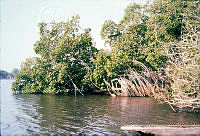 FGM1482 Avicennia germinans.JPG