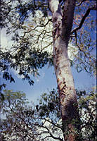 FGM4159 Acacia coulteri.JPG