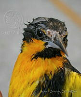 MGaves 2851 Icterus abeillei.jpg