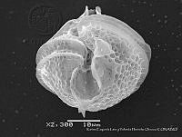 KELyYHO0015 Gonyaulax monacantha.JPG